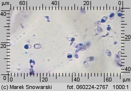 Sistotrema muscicola (wielozarodniczka mchowa)