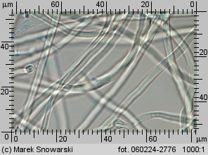 Sistotrema muscicola (wielozarodniczka mchowa)