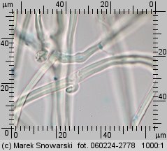 Sistotrema muscicola (wielozarodniczka mchowa)