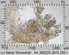 Lycoperdon pyriforme (purchawka gruszkowata)