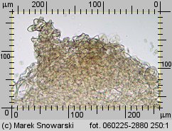 Lycoperdon pyriforme (purchawka gruszkowata)