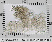 Lycoperdon pyriforme (purchawka gruszkowata)