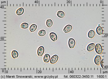 Hypholoma lateritium (maślanka ceglasta)