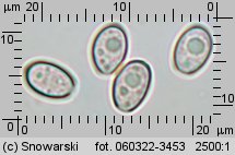 Hypholoma lateritium (maślanka ceglasta)