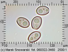 Hypholoma lateritium (maślanka ceglasta)