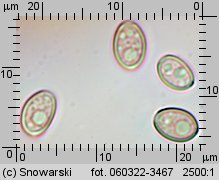 Hypholoma lateritium (maślanka ceglasta)