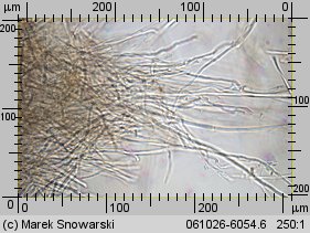 Heterobasidion annosum (korzeniowiec wieloletni)