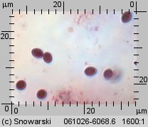 Heterobasidion annosum (korzeniowiec wieloletni)