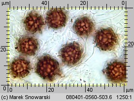 Scleroderma bovista (tęgoskór kurzawkowy)