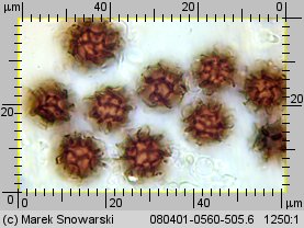 Scleroderma bovista (tęgoskór kurzawkowy)