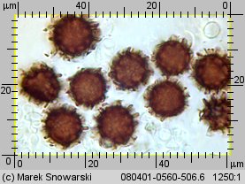 Scleroderma bovista (tęgoskór kurzawkowy)