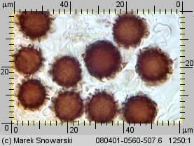 Scleroderma bovista (tęgoskór kurzawkowy)