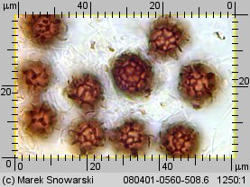 Scleroderma bovista (tęgoskór kurzawkowy)