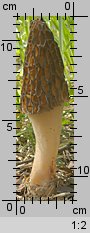 Morchella elata (smardz wyniosły)