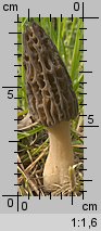 Morchella elata (smardz wyniosły)