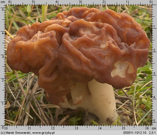 Gyromitra esculenta (piestrzenica kasztanowata)