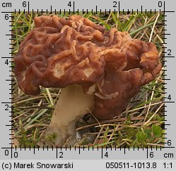 Gyromitra esculenta (piestrzenica kasztanowata)