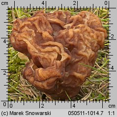 Gyromitra esculenta (piestrzenica kasztanowata)