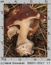 Gyromitra esculenta (piestrzenica kasztanowata)