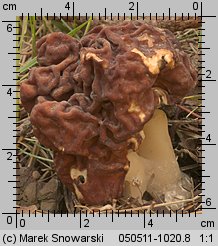 Gyromitra esculenta (piestrzenica kasztanowata)