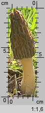 Morchella elata (smardz wyniosły)