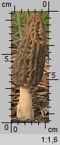 Morchella elata (smardz wyniosły)