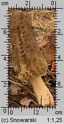 Morchella elata (smardz wyniosły)