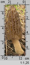 Morchella elata (smardz wyniosły)