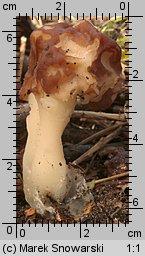 Gyromitra esculenta (piestrzenica kasztanowata)