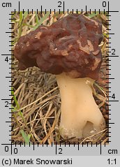 Gyromitra esculenta (piestrzenica kasztanowata)