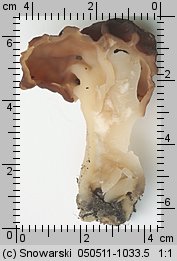 Gyromitra esculenta (piestrzenica kasztanowata)