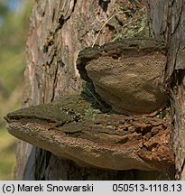 Porodaedalea pini (czyrogmatwica sosnowa)