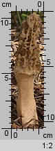 Morchella elata (smardz wyniosły)