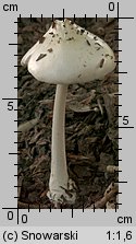 Unidentified-Agaricus-etc (niezidentyfikowane)