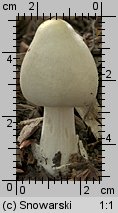 Unidentified-Agaricus-etc (niezidentyfikowane)