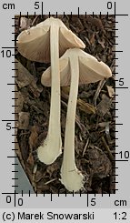 Unidentified-Agaricus-etc (niezidentyfikowane)