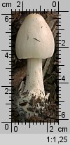 Unidentified-Agaricus-etc (niezidentyfikowane)