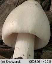 Unidentified-Agaricus-etc (niezidentyfikowane)