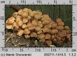 Gymnopus fusipes (łysostopek wrzecionowatotrzonowy)