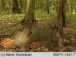 Gymnopus fusipes (łysostopek wrzecionowatotrzonowy)