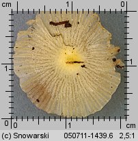 Bolbitius titubans (gnojanka żółtawa)