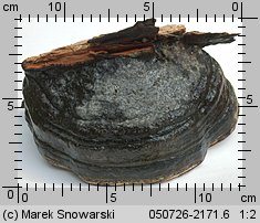 Fomes fomentarius (hubiak pospolity)