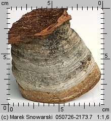 Fomes fomentarius (hubiak pospolity)