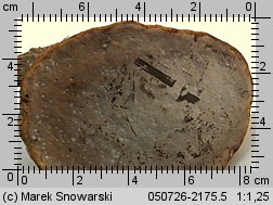 Fomes fomentarius (hubiak pospolity)