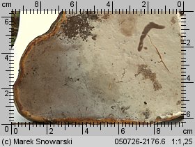 Fomes fomentarius (hubiak pospolity)