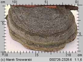 Fomes fomentarius (hubiak pospolity)