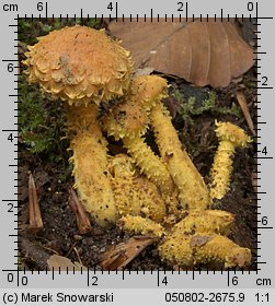 Pholiota flammans (łuskwiak ognisty)