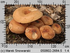 Lactarius volemus (mleczaj smaczny)