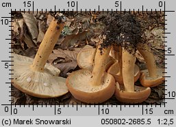 Lactarius volemus (mleczaj smaczny)