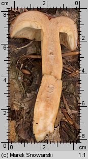 Lactarius volemus (mleczaj smaczny)